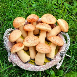 Funghi di pasta frolla alla cannella e zenzero – senza glutine e senza burro